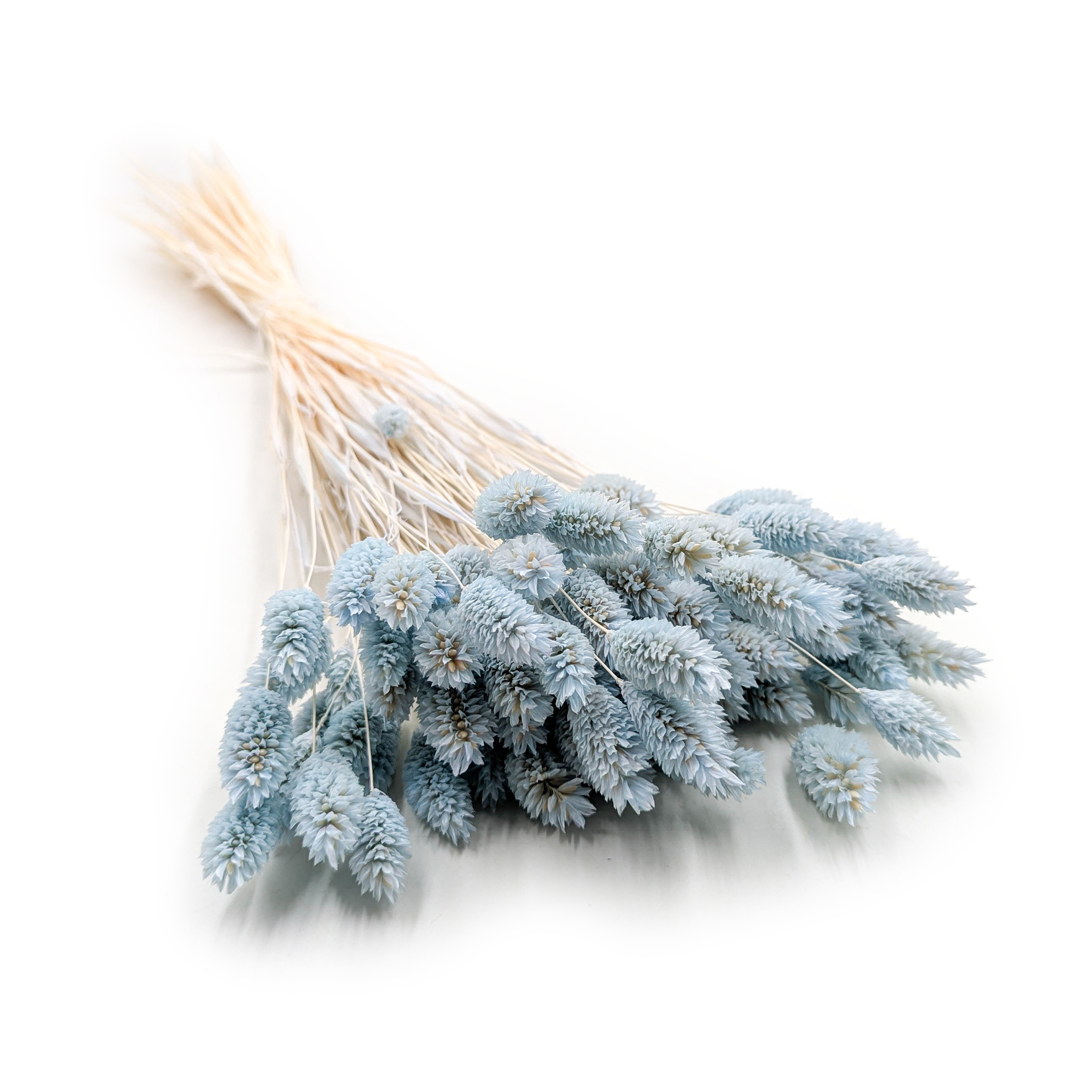 Suszony Phalaris - Kanar - (Mozga kanaryjska) - Miętowy