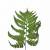 Paproc Strusia Jasna 1.jpg