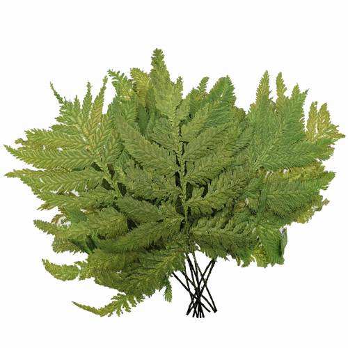 Paproc Strusia Jasna.jpg