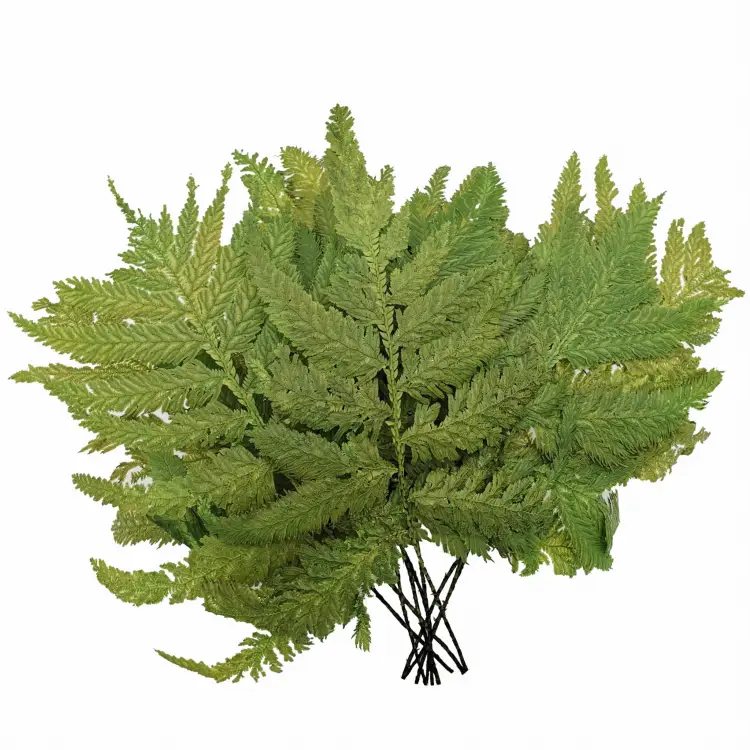 Paproc Strusia Jasna.jpg