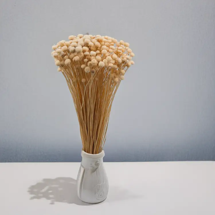 Amarelino beżowe 4.png