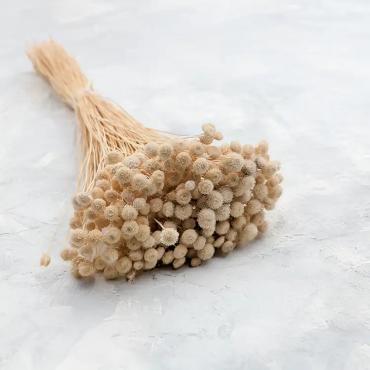 Amarelino beżowe.png