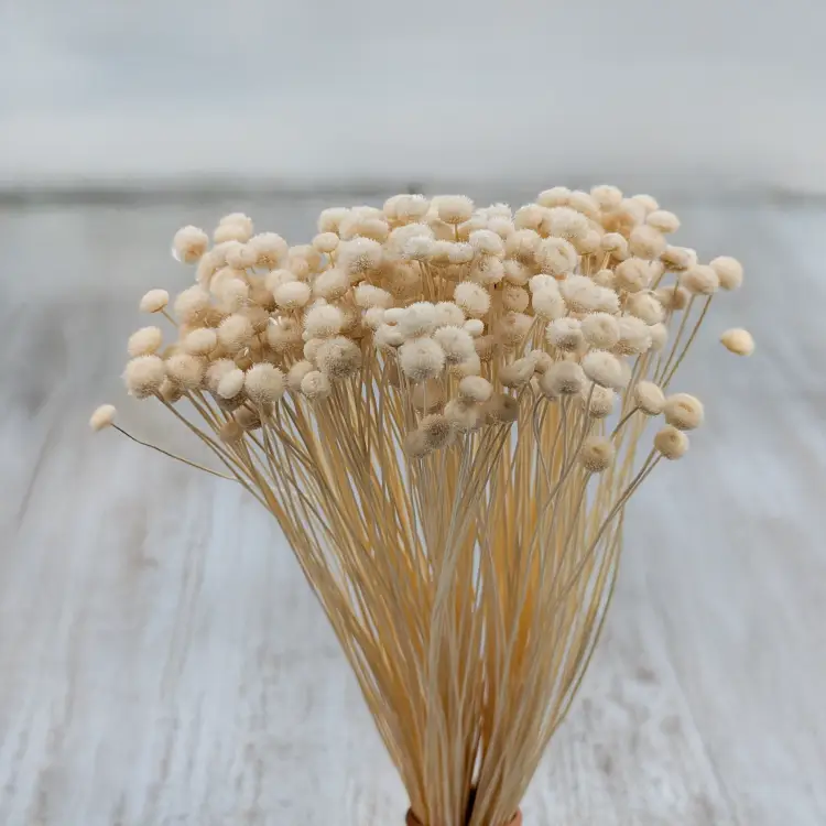 Amarelino bielone 2.png