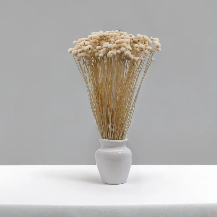 Amarelino bielone 4.png