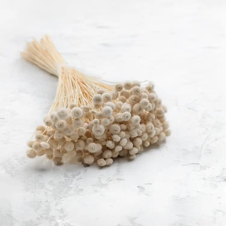 Amarelino bielone.png