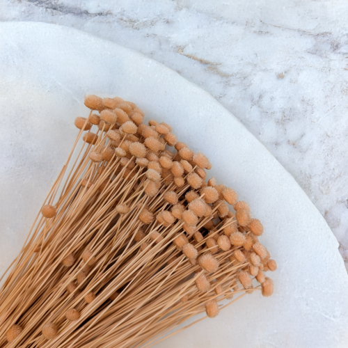 Amarelino brzoskwiniowe 2.png