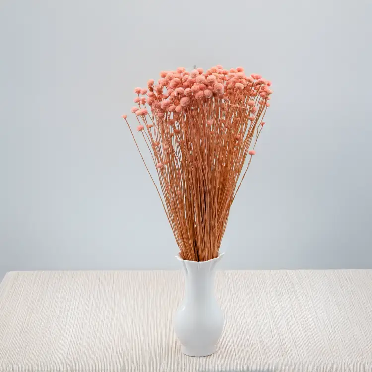 Amarelino różowe 4.png