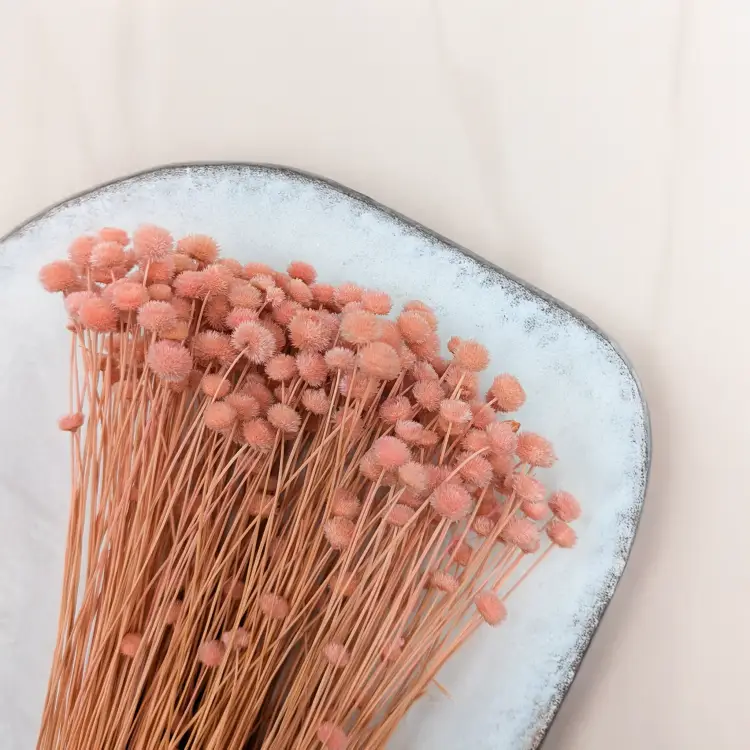 Amarelino różowe 2.png