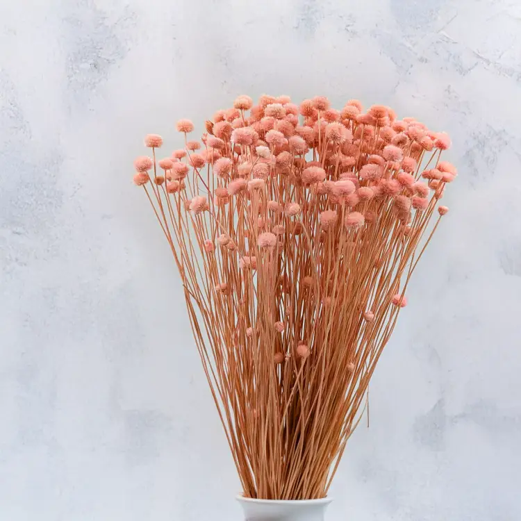 Amarelino różowe 3.png