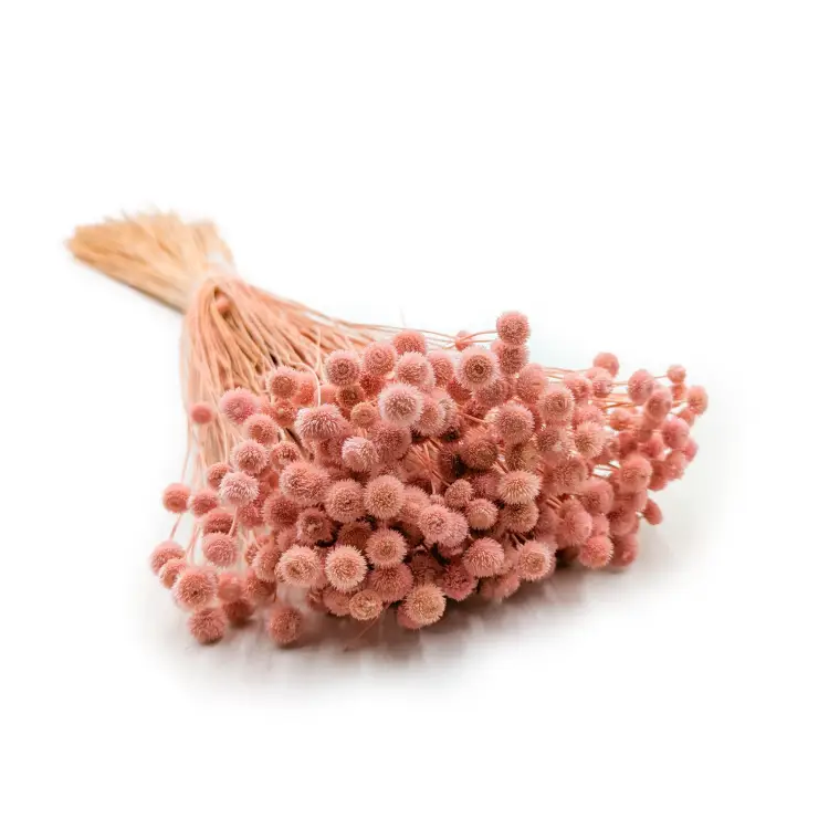 Amarelino różowe 111.png