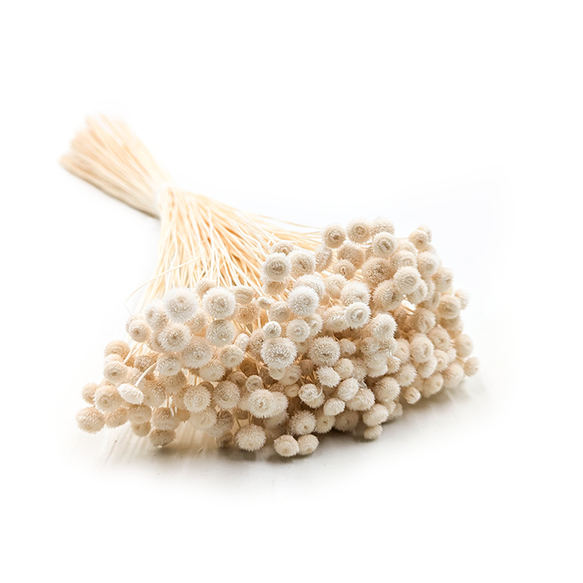 Botao Amarelino - (Amarelinho) - białe