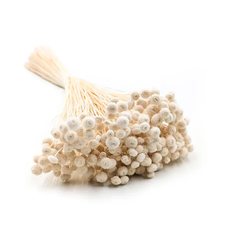 Amarelino bielone 11.png