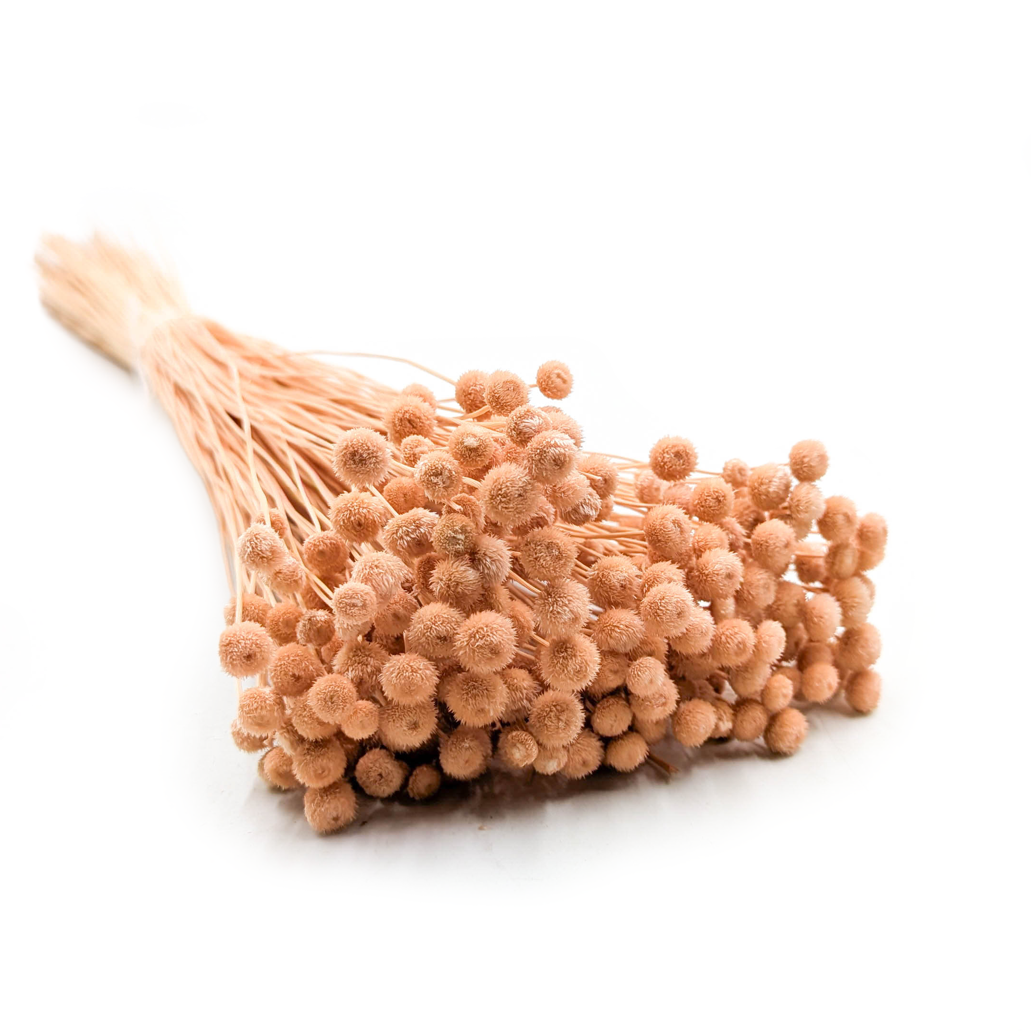 Botao Amarelino - (Amarelinho) - brzoskwiniowe