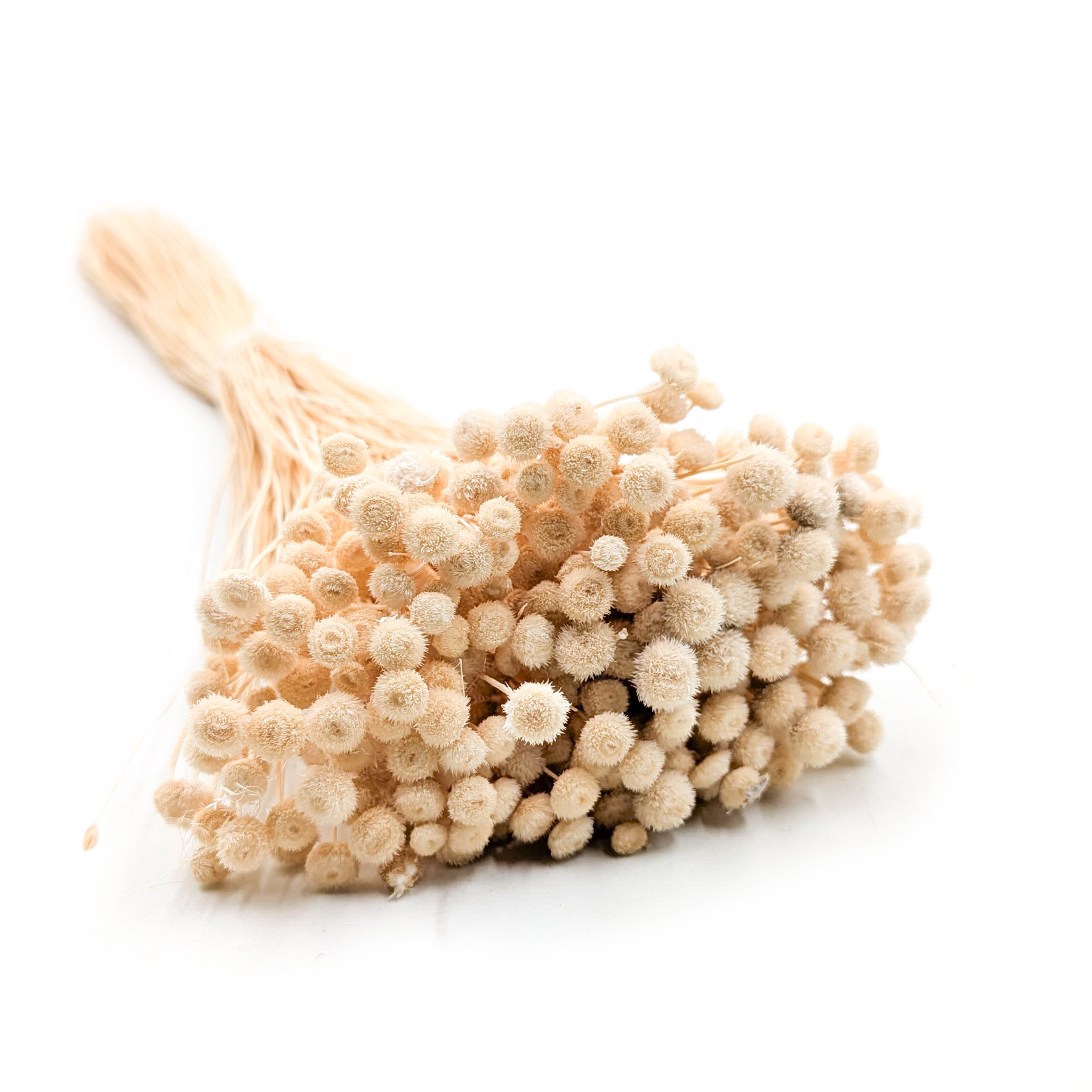 Botao Amarelino - (Amarelinho) - beżowe