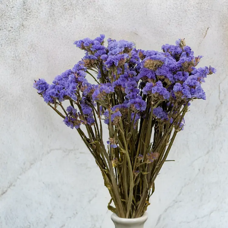 Zatrwian niebieski SZ 4.png