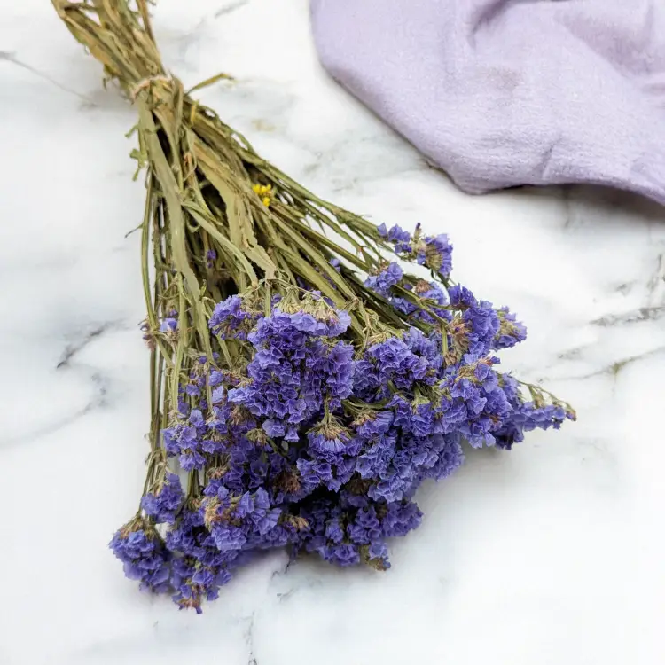 Zatrwian niebieski SZ 2.png