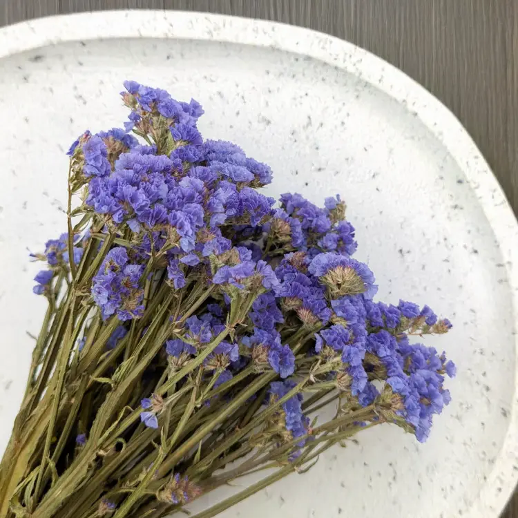 Zatrwian niebieski SZ 3.png