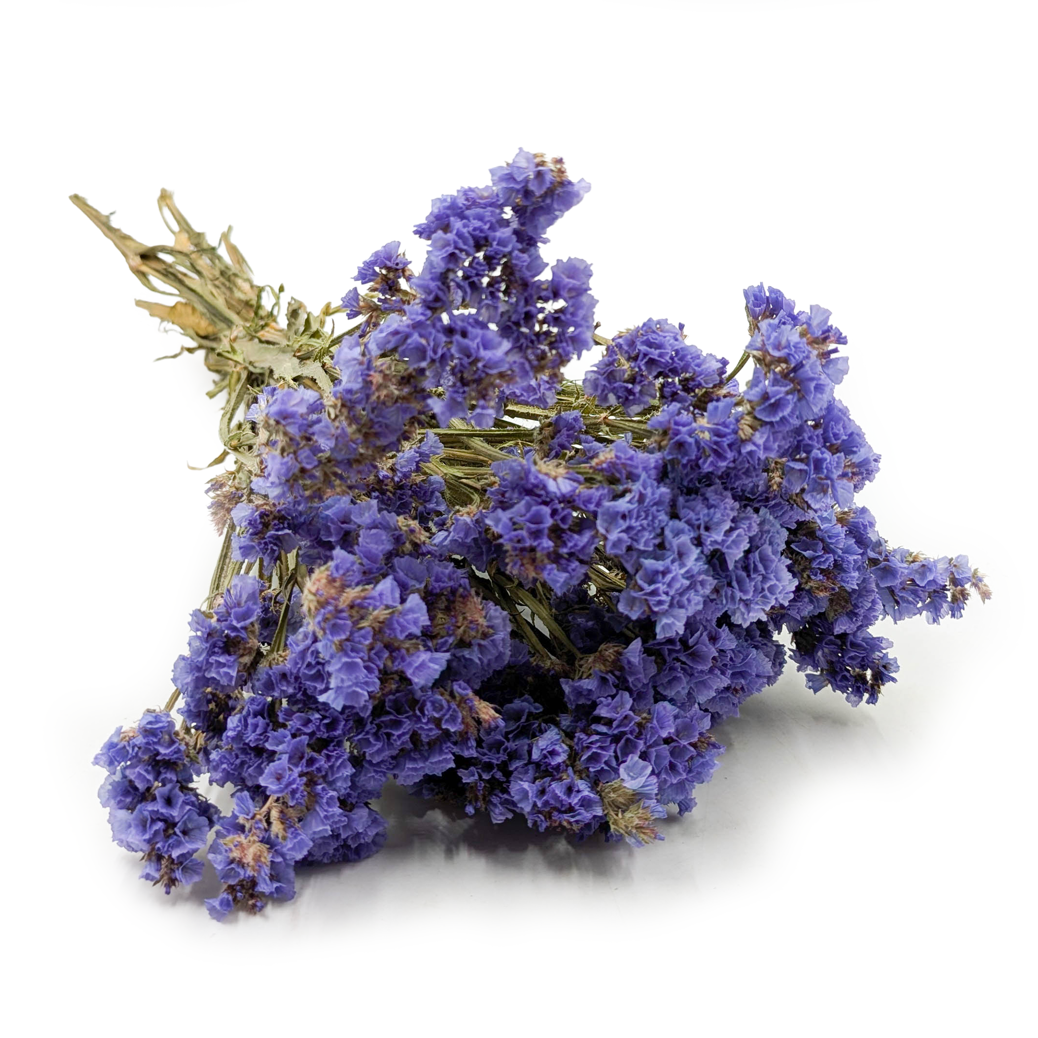 Zatrwian Wrębny  - Limonium sinuatum - Niebieski