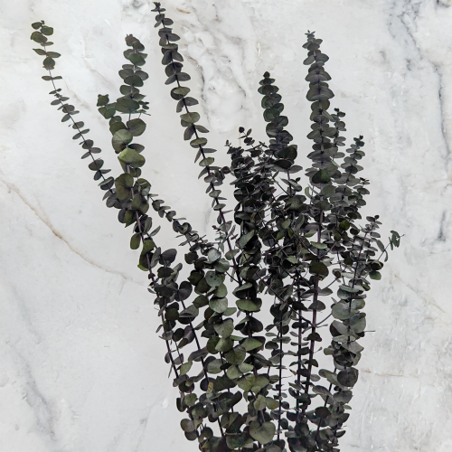 eukaliptus baby 4.png