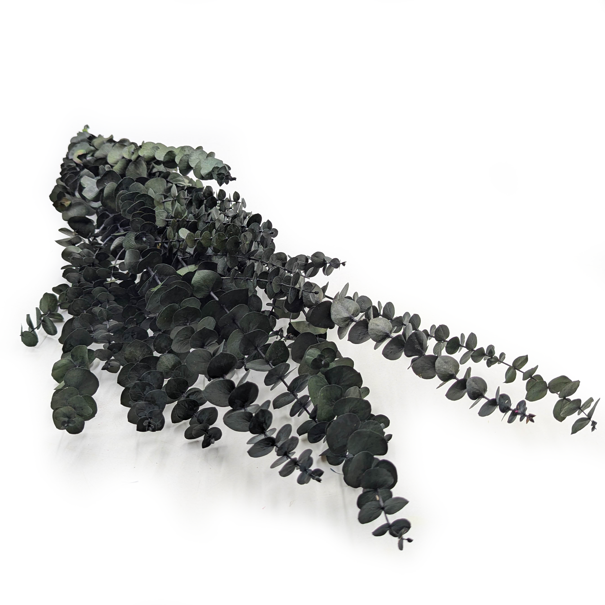 Eukaliptus Stabilizowany - Baby - Zielony