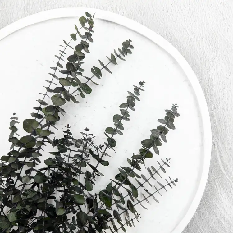 eukaliptus baby 2.png