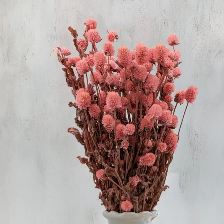 Gomfrena różowa SZ 5.png