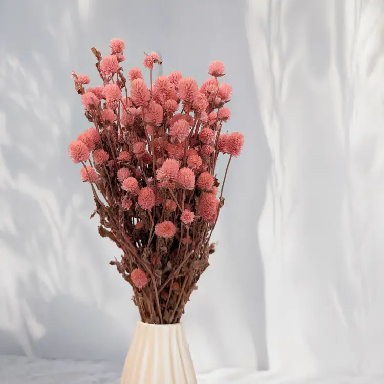 Gomfrena różowa SZ 6.png