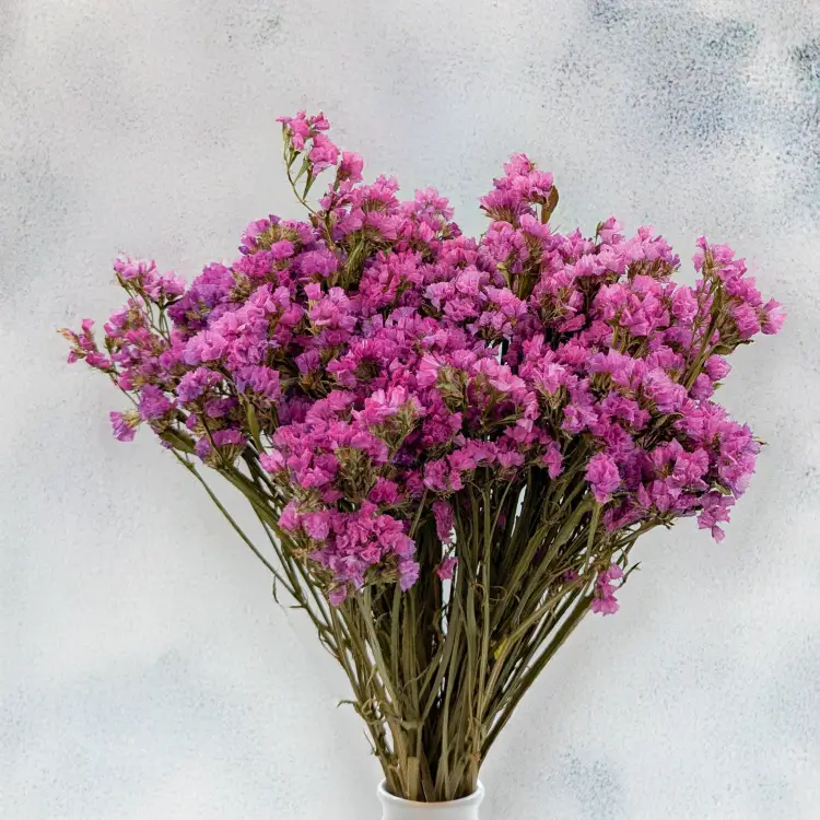 Zatrwian różowy SZ 4.png