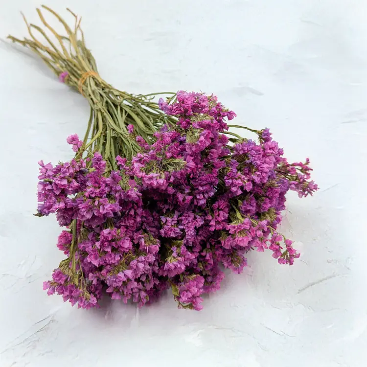 Zatrwian różowy SZ 1.png