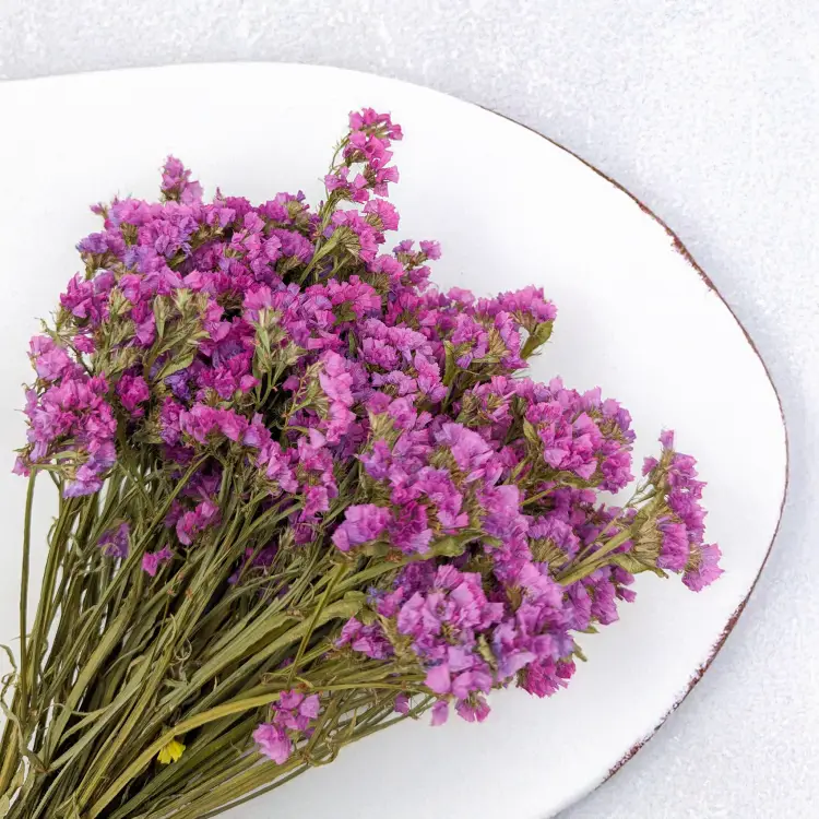 Zatrwian różowy SZ 2.png