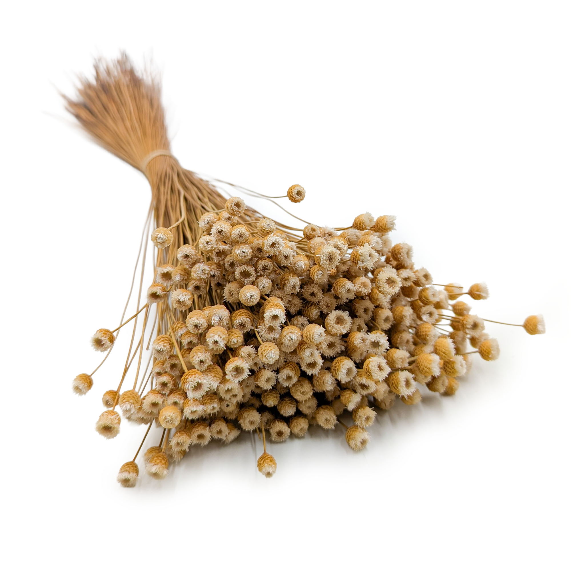 Jazilda Suszona - Naturalna