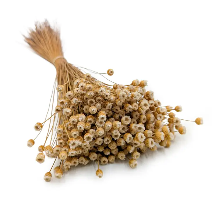 Jazilda naturalna 5.png