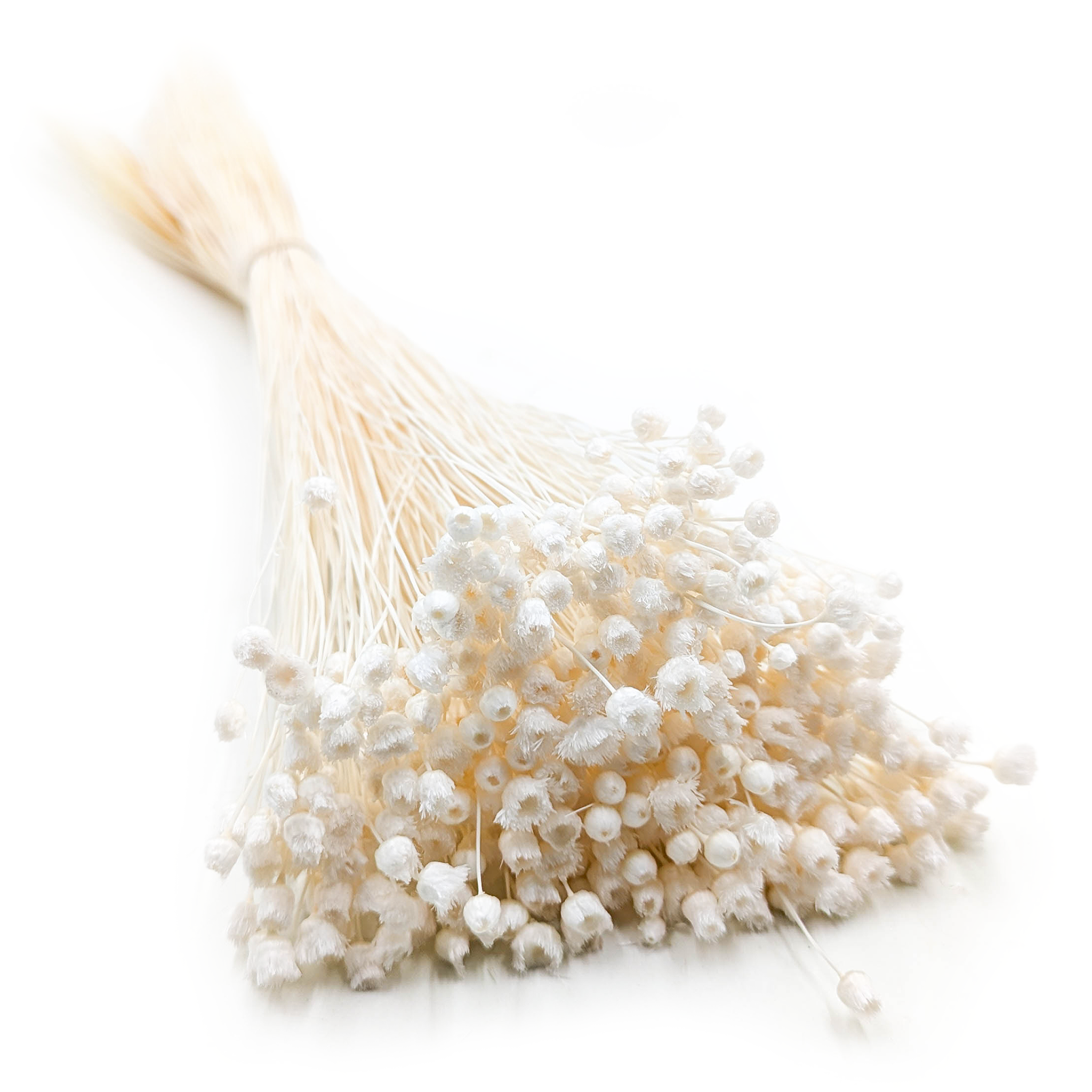 Jazilda Suszona - Biała