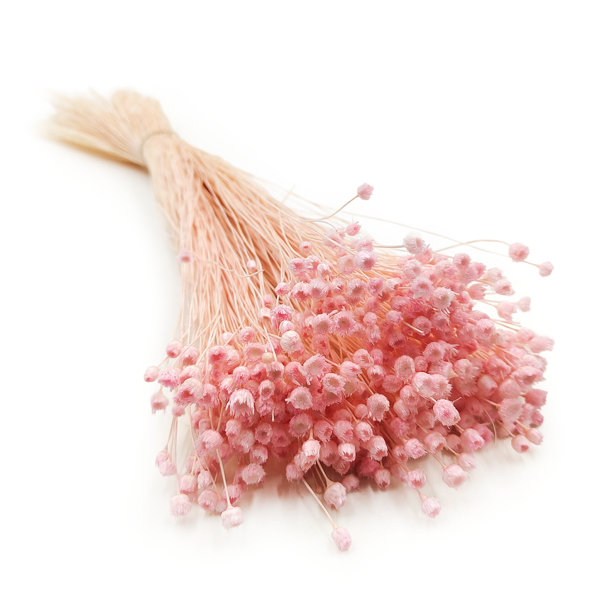 Jazilda Suszona - Różowa