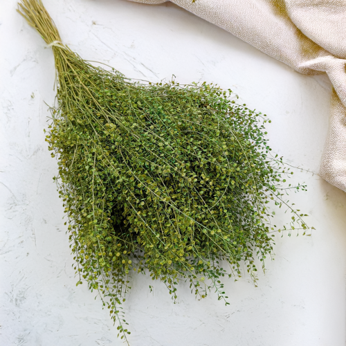 Lepidium zielone IT 1.png