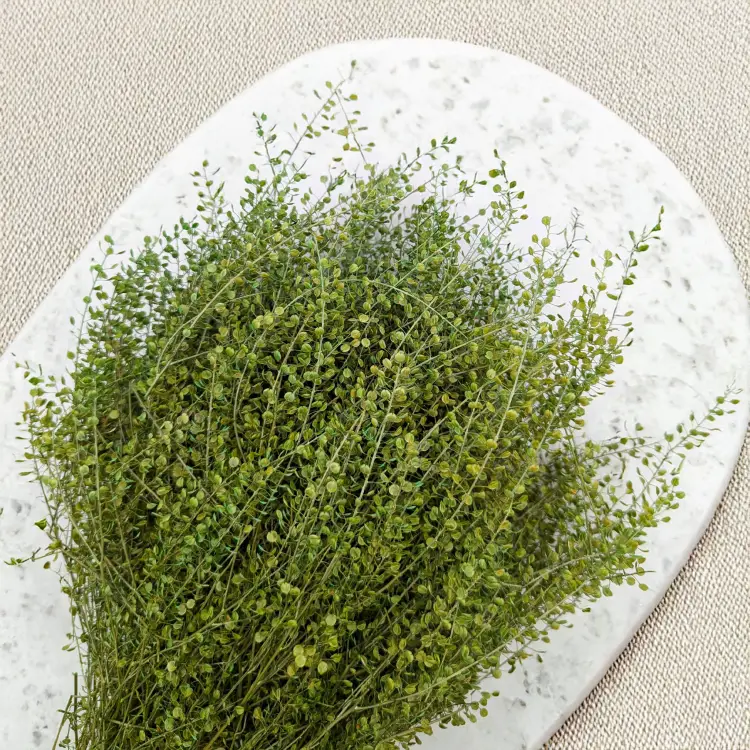 Lepidium zielone IT 2.png