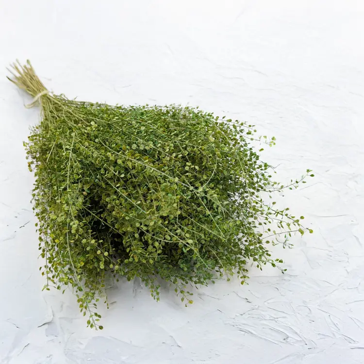 Lepidium zielone IT 4.png