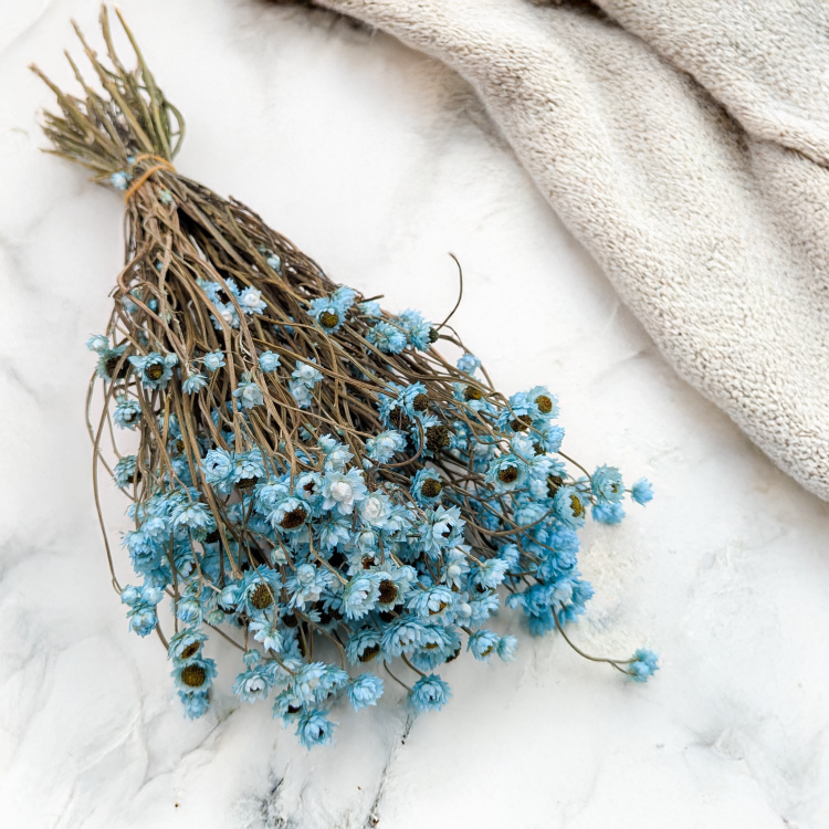 Ammobium - Złociszek Lazurowy 5.png