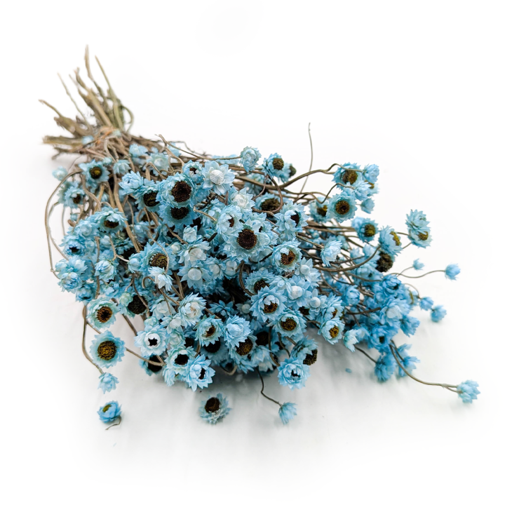 Ammobium - Złociszek Lazurowy 3.png