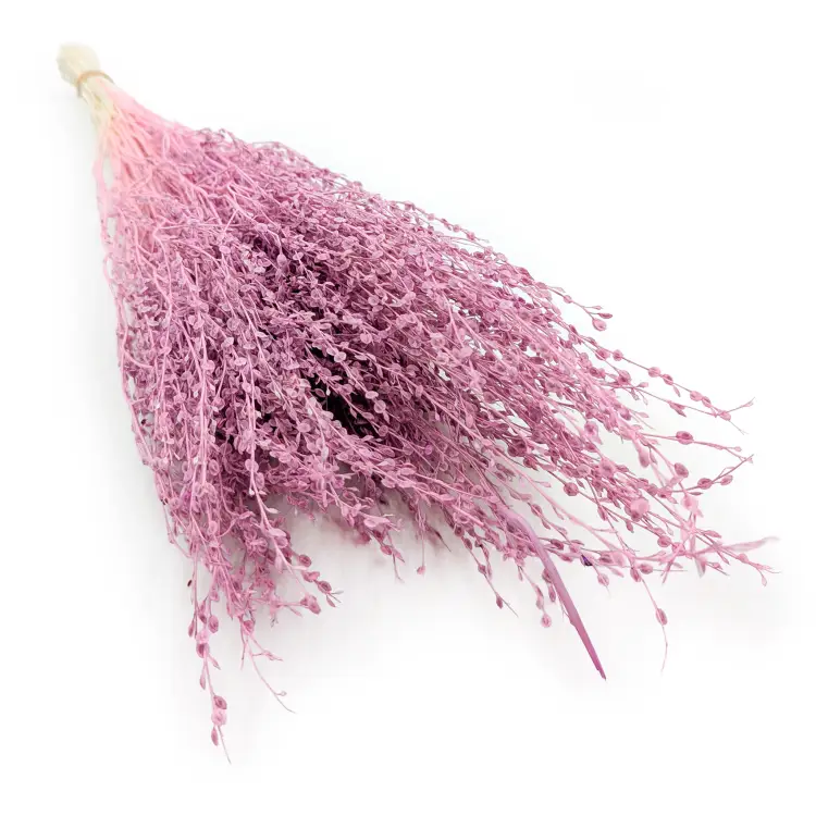 Lepidium Wrzosowe.png