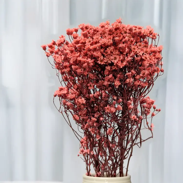 Oxodia - Łosiowa IT 4.png