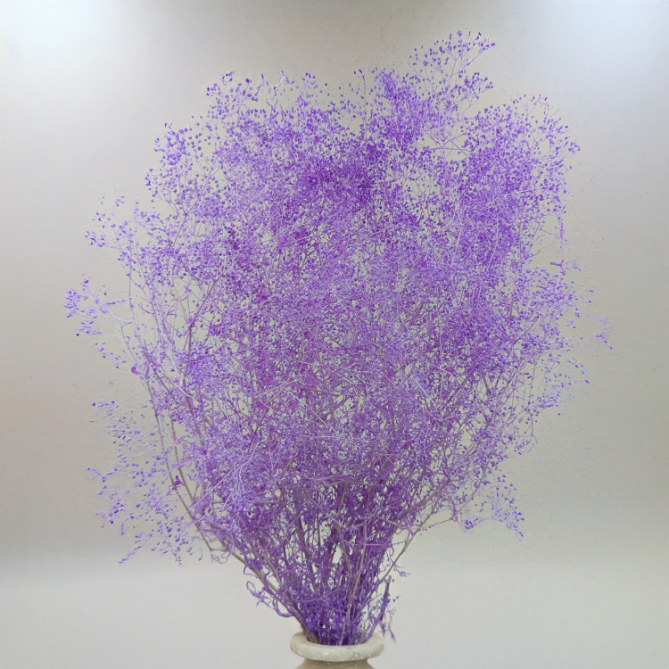 Gipsówka Mini Liliowa 4.png