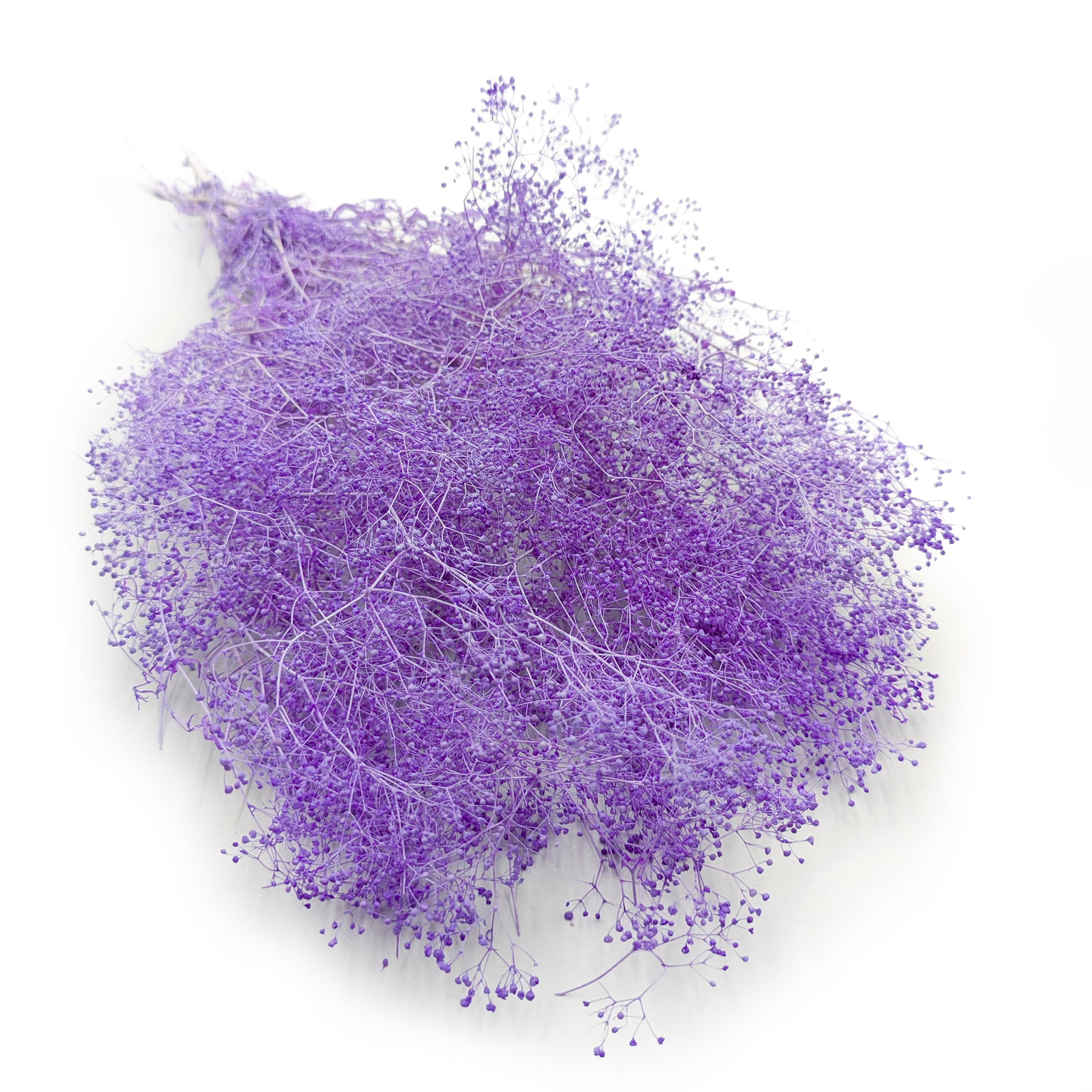 Gipsówka Stabilizowana MINI - (gypsophila) - Lila