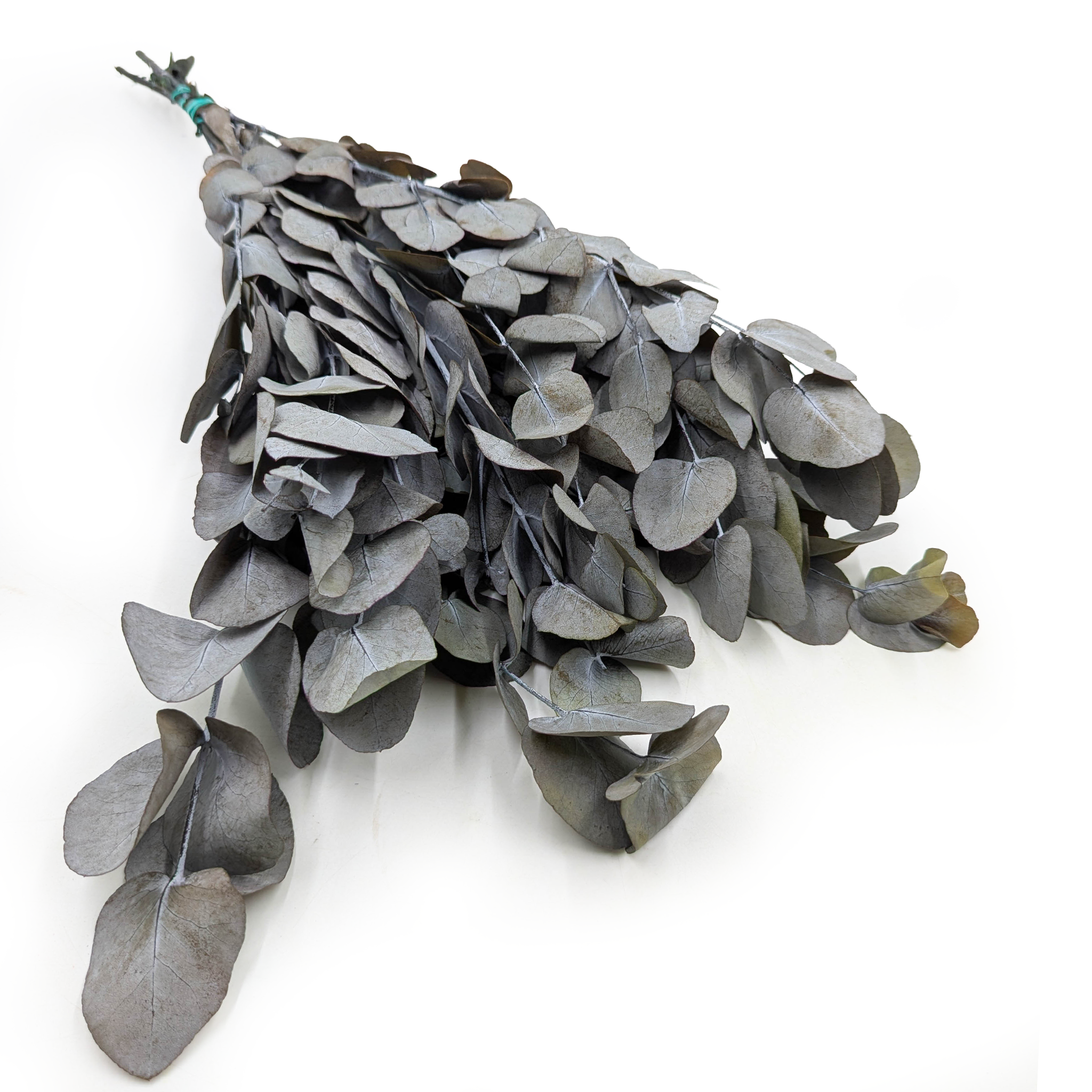 Eukaliptus Stabilizowany - Espiral - Szaro-zielony