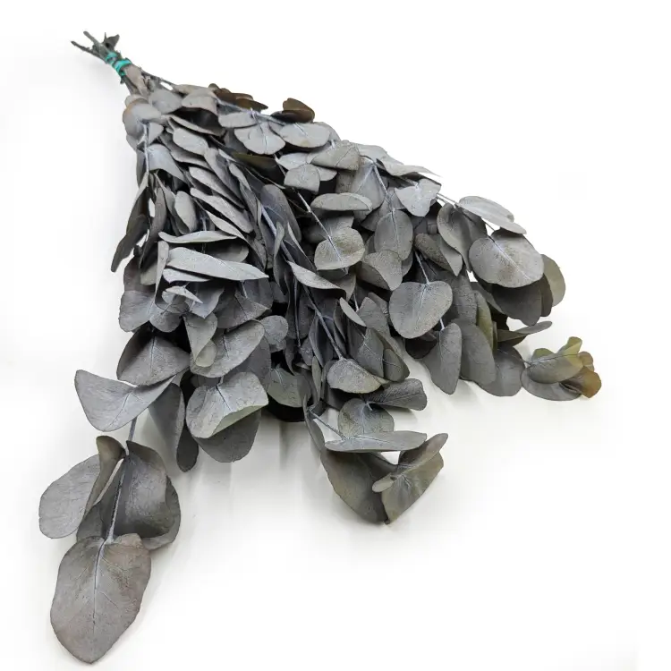 Eukaliptus Espiral Szaro-zielony IT.png