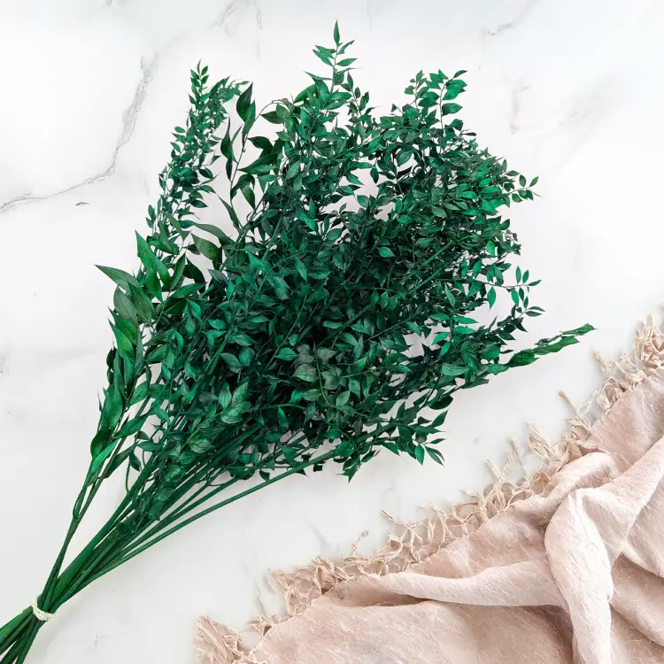 Ruskus suszony Zielony IT 4.png