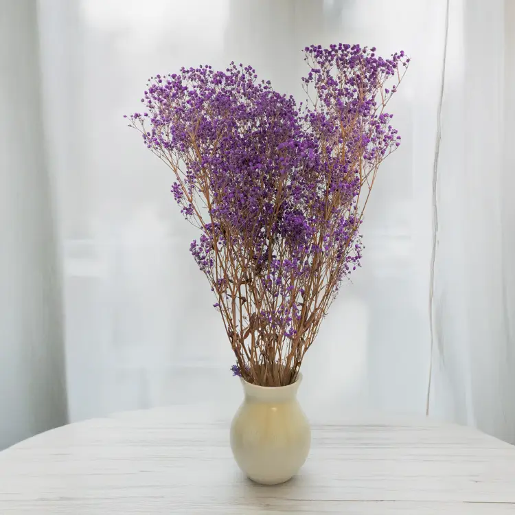 Gipsówka Pastel Fiol IT 5.png