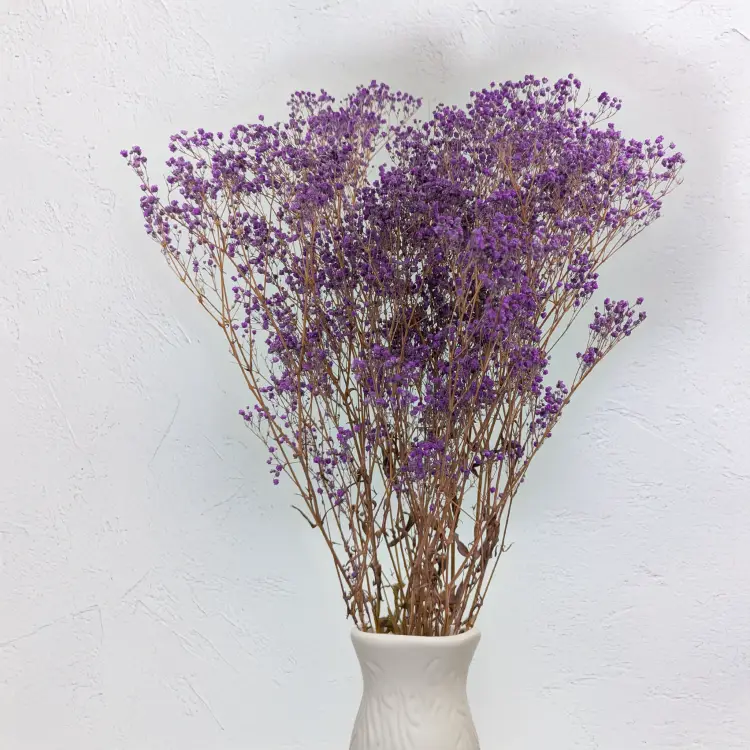 Gipsówka Pastel Fiol IT 4.png