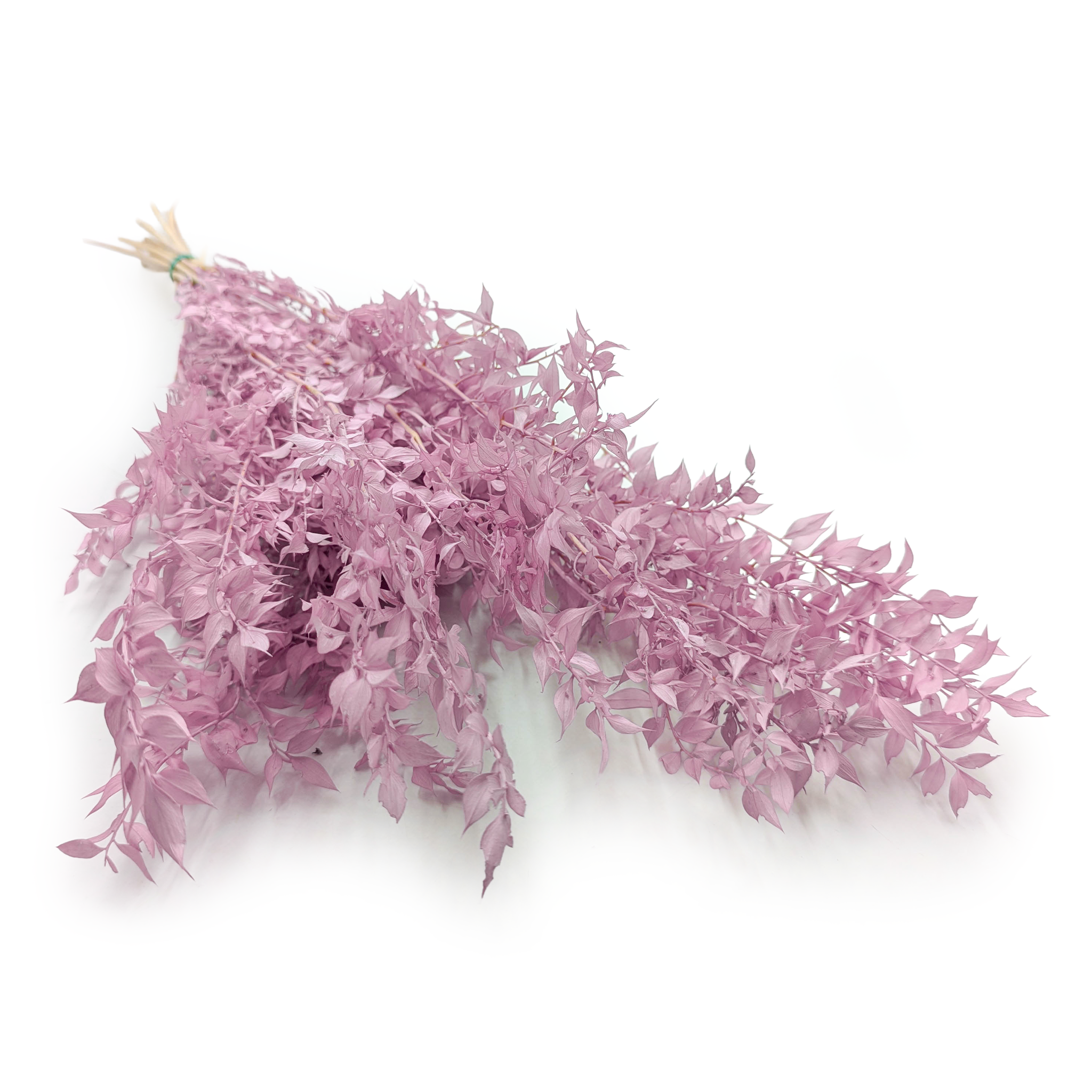 Ruskus stabilizowany - (Ruscus) - Wrzosowy