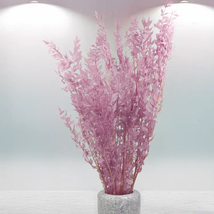 Ruskus wrzosowy 82 ES 4.png